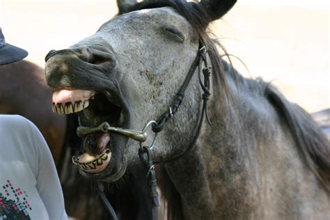 Yawning horse | Tihuse Stables, Muhu Island, Estonia. | By: roxeteer | Flickr - Photo Sharing!