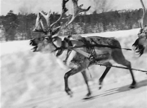 Reindeer GIFs - Find & Share on GIPHY