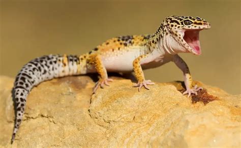 Leopard Gecko Care 101: Habitat, Diet, Feeding Guide & Care Sheet