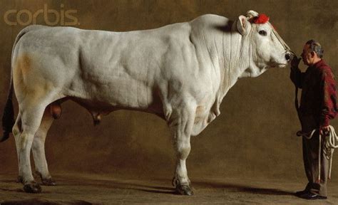 Die besten 25+ Chianina cattle Ideen auf Pinterest