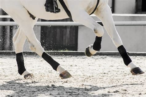 Glucosamine & Chondroitin Supplements for Horses – [Joint Health Research Review] | Mad Barn