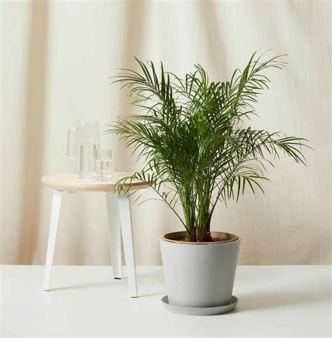 10 Best Indoor Palm Trees to Grow at Home - Petal Republic