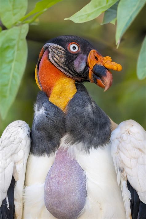 King Vulture - Fresno Chaffee Zoo