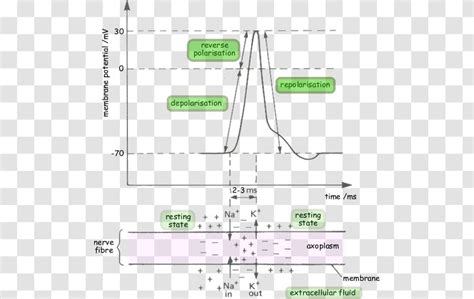 Depolarization Cell Membrane Potential Resting Repolarization - Ion ...