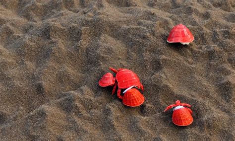 three small red anthropomorphic hermit crab on sandy | Stable Diffusion | OpenArt