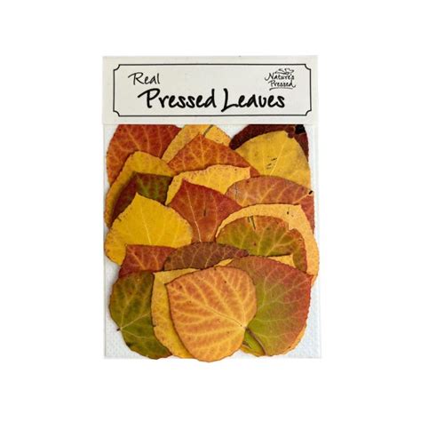 Natural Pressed Fall Aspen Leaves