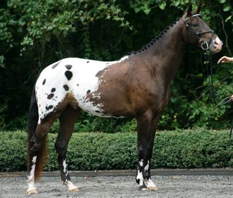 Dark Bay Spotted Blanket Appaloosa Horses, Sport Horse, Trot, Beautiful ...