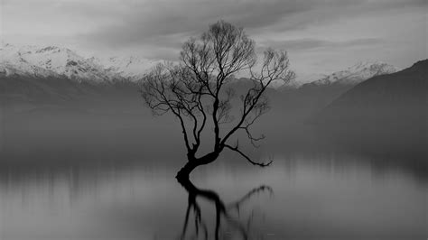 Black And White Image Of Tree On River In Snow Covered Mountain Background 4K 5K HD Nature ...