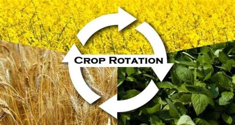 5 Benefits of Crop Rotation for Sustainable Agriculture | Crop Management