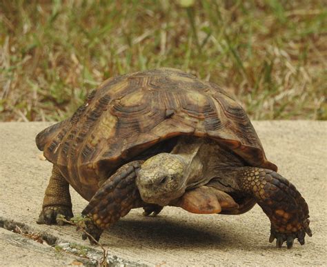 Texas Tortoise – Rio Grande Valley Chapter