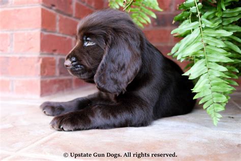 Boykin Spaniel Puppies – Boykin Spaniels and other Gun Dogs Available for Sale