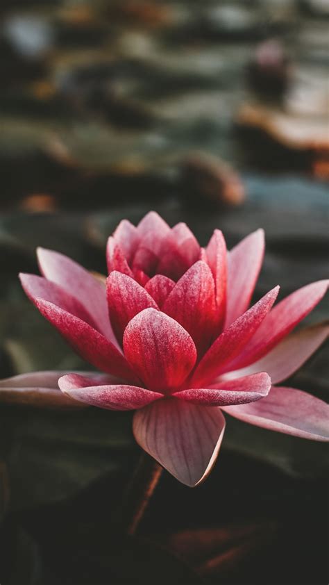 Lotus Phone Wallpapers - Top Free Lotus Phone Backgrounds - WallpaperAccess