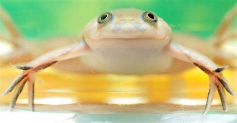 5 Types Of Aquatic Frogs (Most Are Clawed!) - A-Z Animals