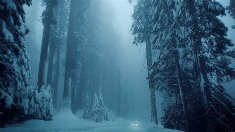 Snowstorm in the woods redwoods. Wildlife Wallpapers for PC. Winter ...