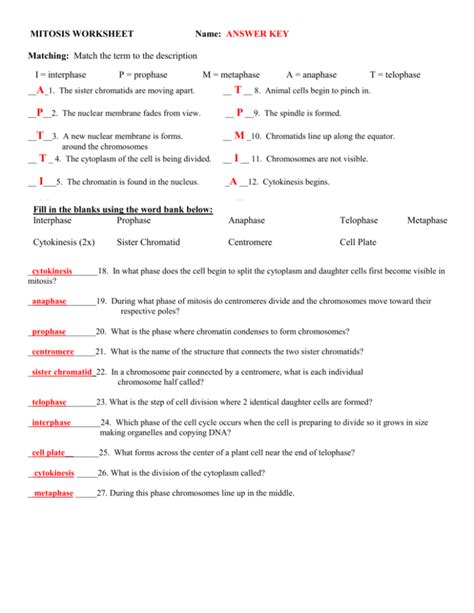 MITOSIS WORKSHEET