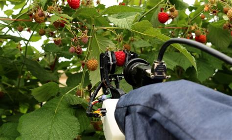 Automated raspberry harvesting could be a reality in five years ...