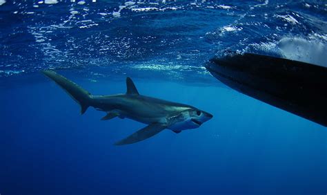 Thresher Shark Pictures - AZ Animals