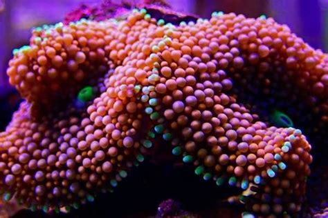 Ricordea florida and Ricordea yuma–Flower mushroom coral care – WZaquarium