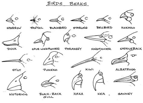 All About Birds | Bird beaks, Bird drawings, Bird beaks drawing