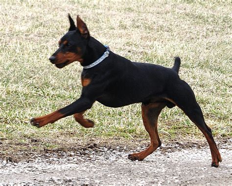 German Pinscher Breed Guide - Learn about the German Pinscher.