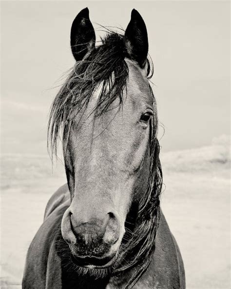 Black and White Horse Portrait Photograph Vertical Animal