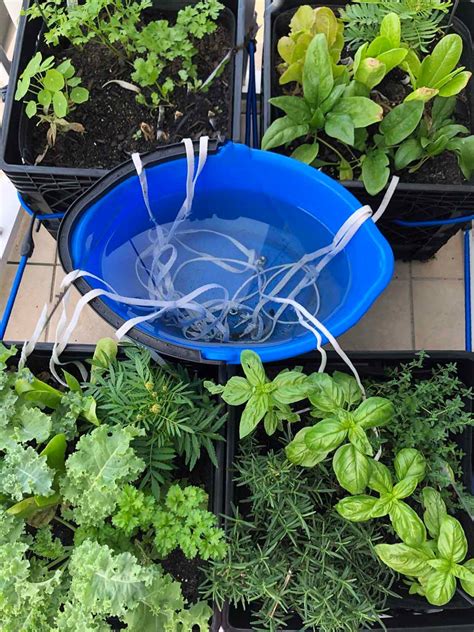 15 Different DIY Irrigation Systems To Suit Every Plant