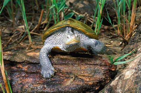 Diamondback Terrapin Facts, Adaptations, Habitat, Diet, Size