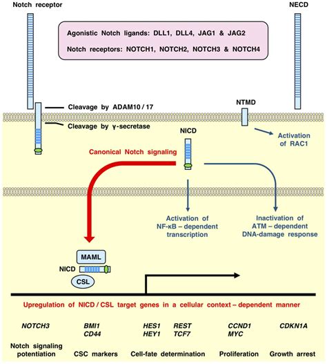 Precision medicine for human cancers with Notch signaling dysregulation (Review)