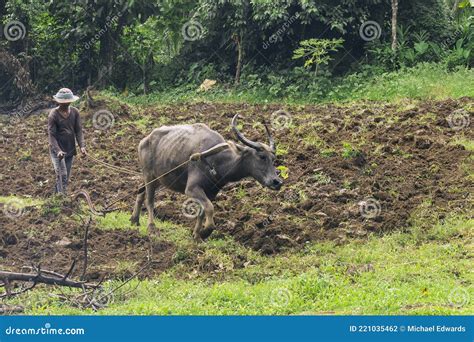 Liliw, Laguna, Philippines - Some Farmer And Their Carabaos Plow A Small Field In A Rural ...