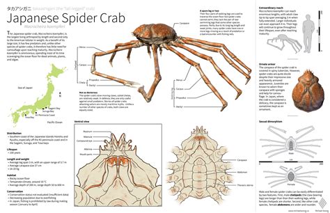 Japanese Spider Crabs: All About The Giant and Scary Crabs