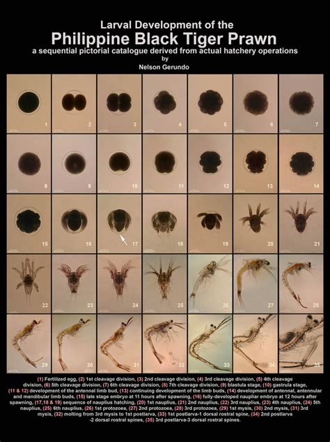 Prawn larval development stages – all on one page – 35 days ...