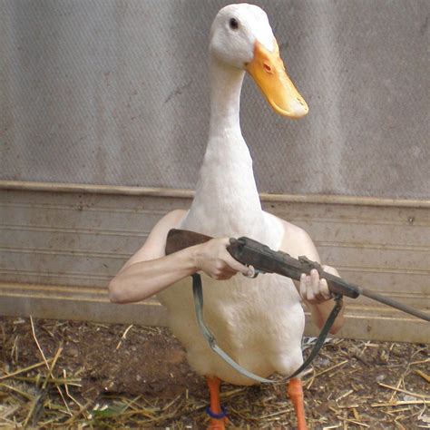 "Armed" Duck - Source for an old request by u/Erisdar42 : r/MemeRestoration