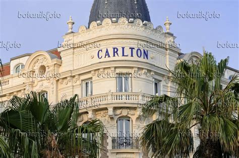 Image Carlton Hotel, Cannes, France - 569019 - Images of Plants and ...