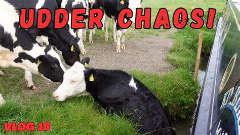 Udder Chaos! The one with the clumsy cow, the swan taxi and Sonya's map reading... - YouTube