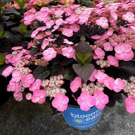 Pink Dynamo™ Mountain Hydrangea