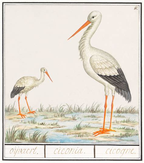 The Stork, Ciconia ciconia (1596–1610) | Free Photo - rawpixel