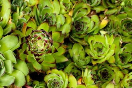 Sedum Varieties | LoveToKnow