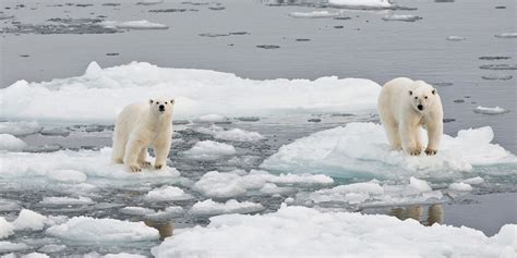 Your plane travel destroys polar bear habitat