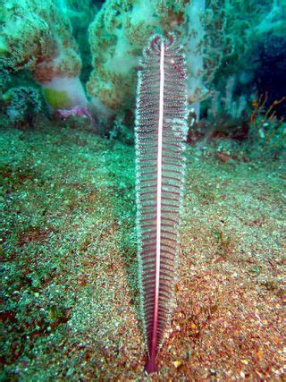 Strange Coral: A Gallery of Sea Pens | Live Science