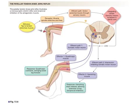 Solved Label the components of a knee-jerk reflex Part A | Chegg.com