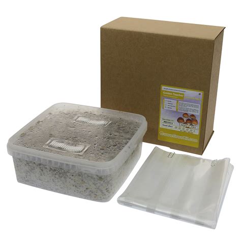 🍄 Golden Teacher Magic Mushroom Grow Kit (2100cc) - Smartific.com