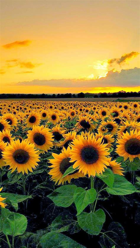 Sunflower Field Wallpapers - Top Free Sunflower Field Backgrounds - WallpaperAccess