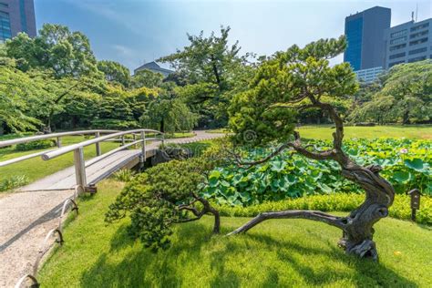 Lotus Flower Booming at Hasuike Pond in Koishikawa Korakuen Garden ...