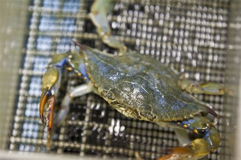 Local scientists: Blue crabs have double the chromosomes of humans – Open Source Biology ...