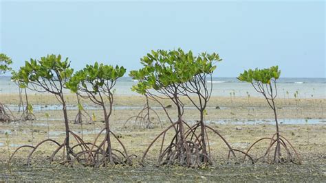 Mangrove Trees, They Are A Very Important Part In The Marine Ecosystem Stock Footage Video ...