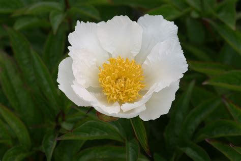 Paeonia lactiflora 'Krinkled White' (Peony 'Krinkled White') - Primrose Hall Peonies