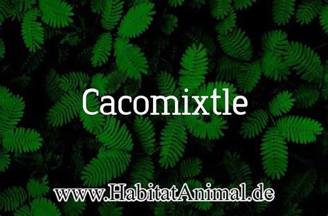 Cacomixtle: Hábitat, que come, Reproducción y características