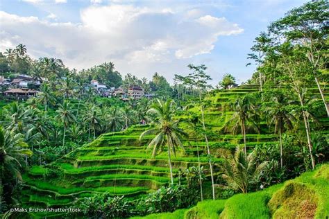 Ubud Private Tour - Best of Ubud Bali | Compare Price 2024