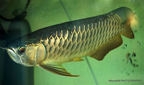 Pin on Asian Arowana