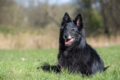 Groenendael Breed Information and Photos | ThriftyFun